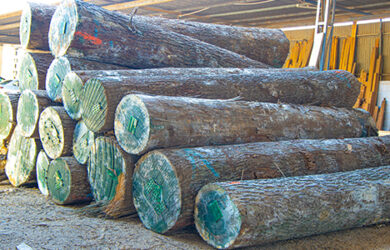 Cherry Logs Cherry Logs