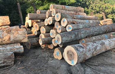 Hickory Logs Hickory Logs
