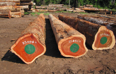 Padouk Logs Padouk Logs