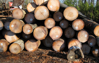 Red Oak Logs Red Oak Logs