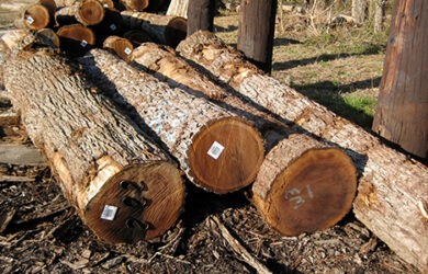 Walnut Logs Walnut Logs