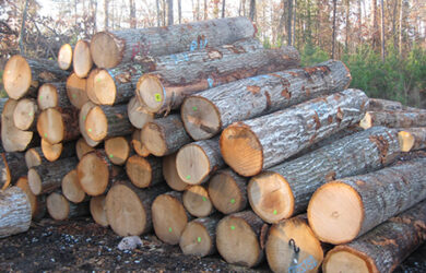 White Oak Logs White Oak Logs